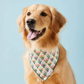 The Foggy Dog - Bandana Dog Tulips Spring
