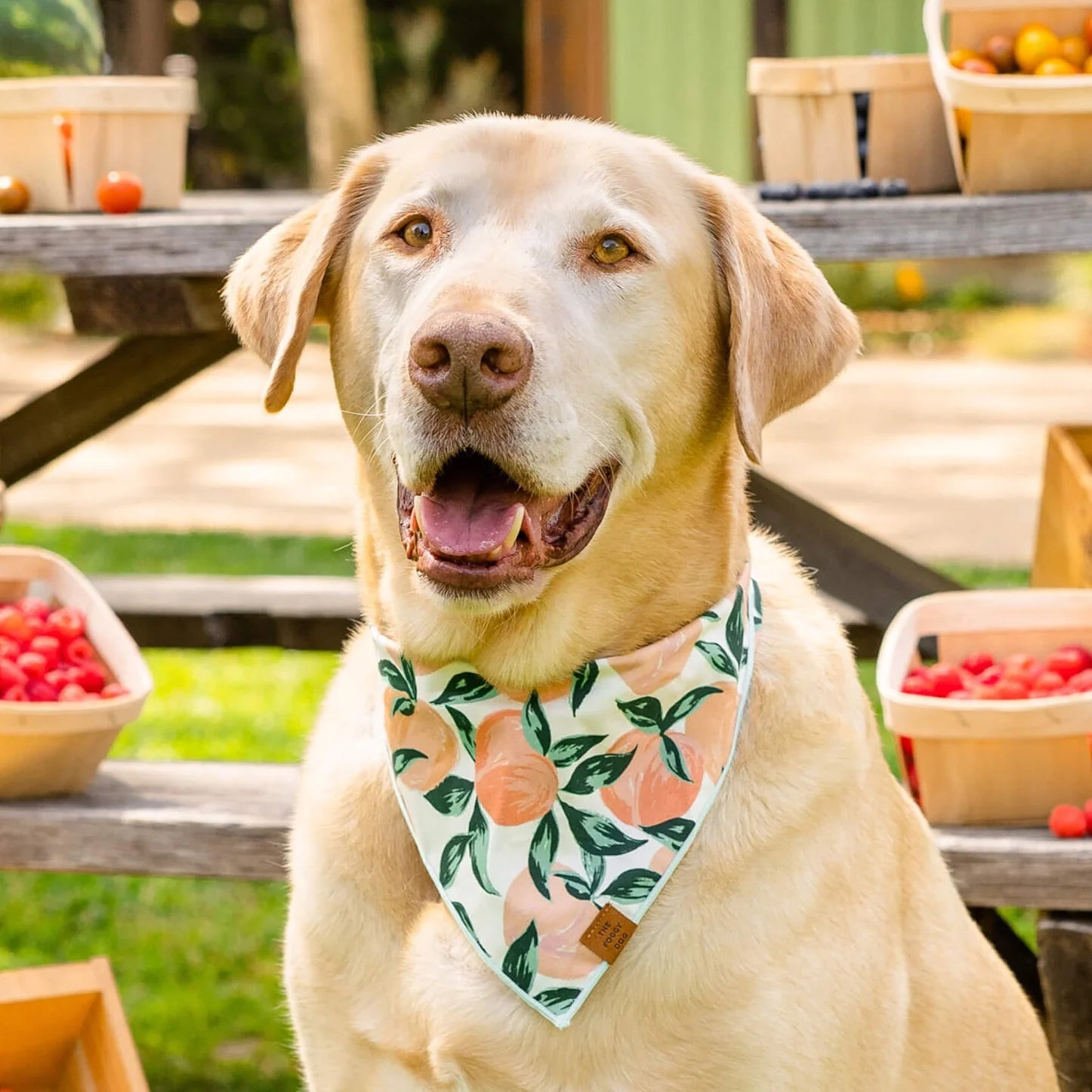 The Foggy Dog - Bandana Dog Peaches & Cream