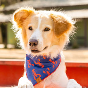 The Foggy Dog - Bandana Dog Catch of the Day