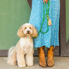 The Foggy Dog - Waste Bag Dispenser - Rainbow Gingham