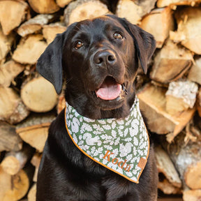 The Foggy Dog - Bandana Dog Squirrel Fall
