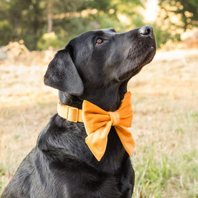 The Foggy Dog - Lady Dog Bow Honey Velvet Fall