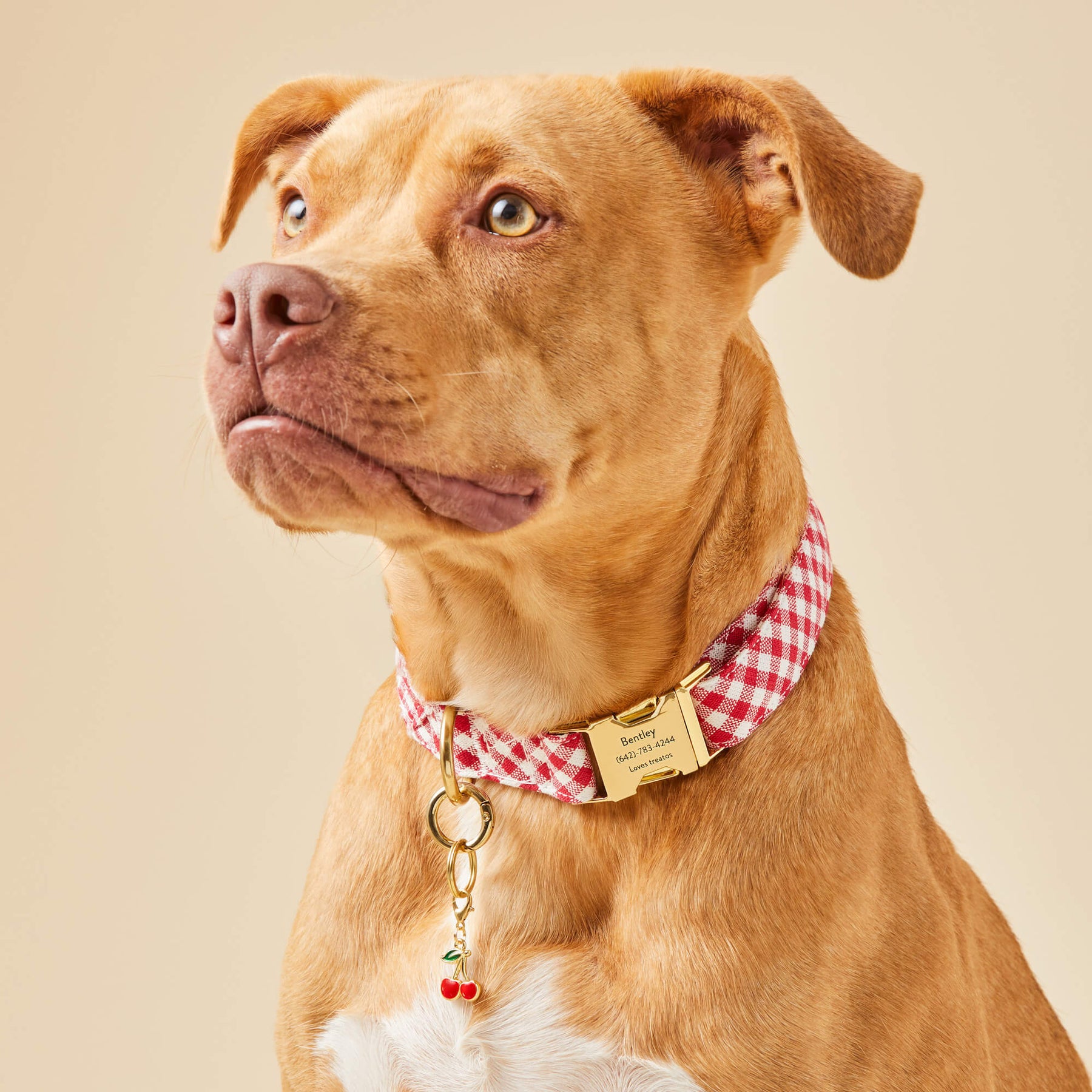 The Foggy Dog - Dog Collar Red Gingham