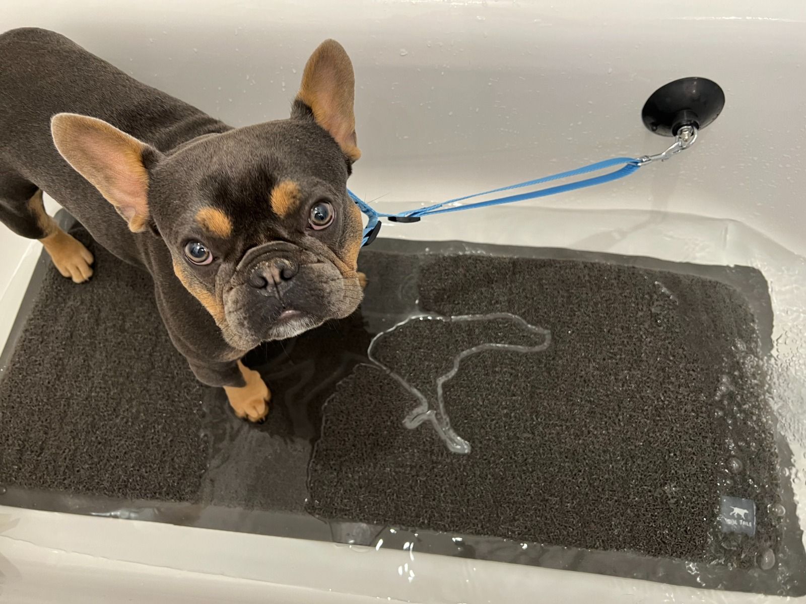 Tall Tails - Bath Leash with Suction Cup