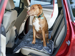 Pet Parents - Pawtect Blanket Slate