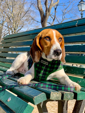 Parisian Pet - Freedom Harness Scottish (Green/Blue)