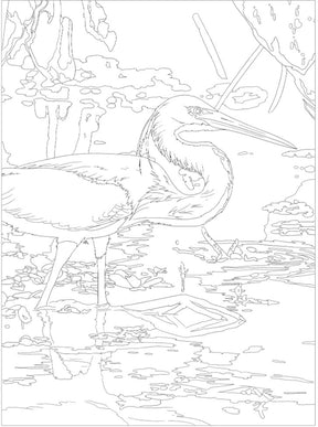 Wellspring- Coloring Book - National Parks