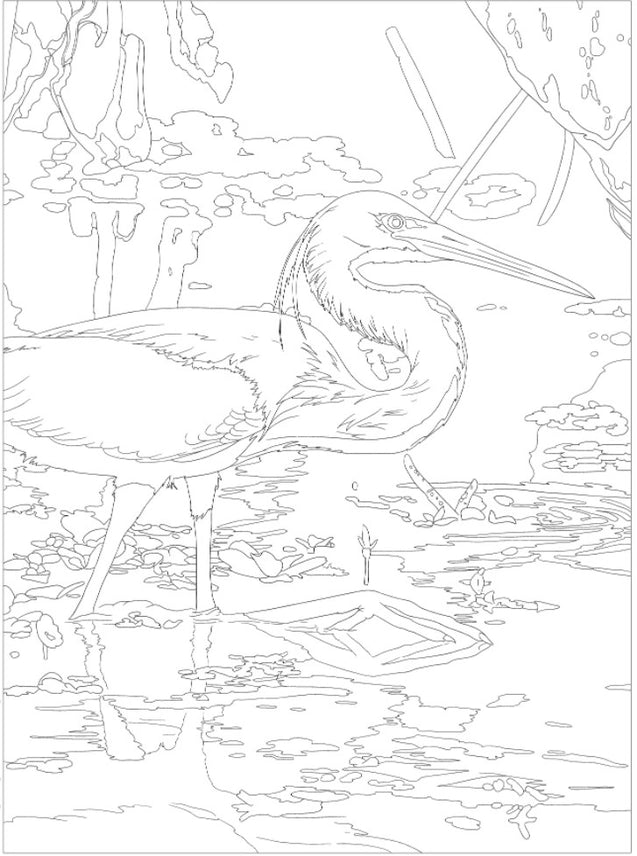 Wellspring- Coloring Book - National Parks