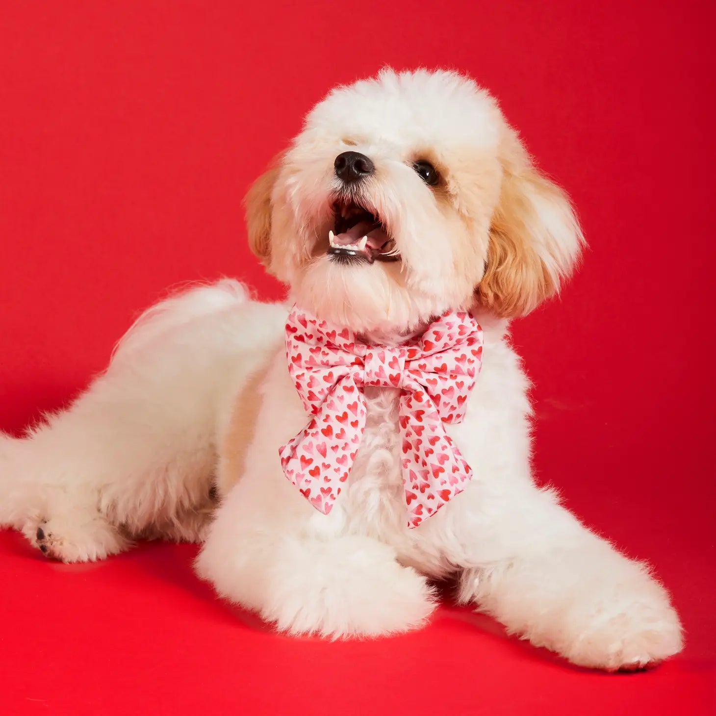 The Foggy Dog - Dog Bow Heart Throb
