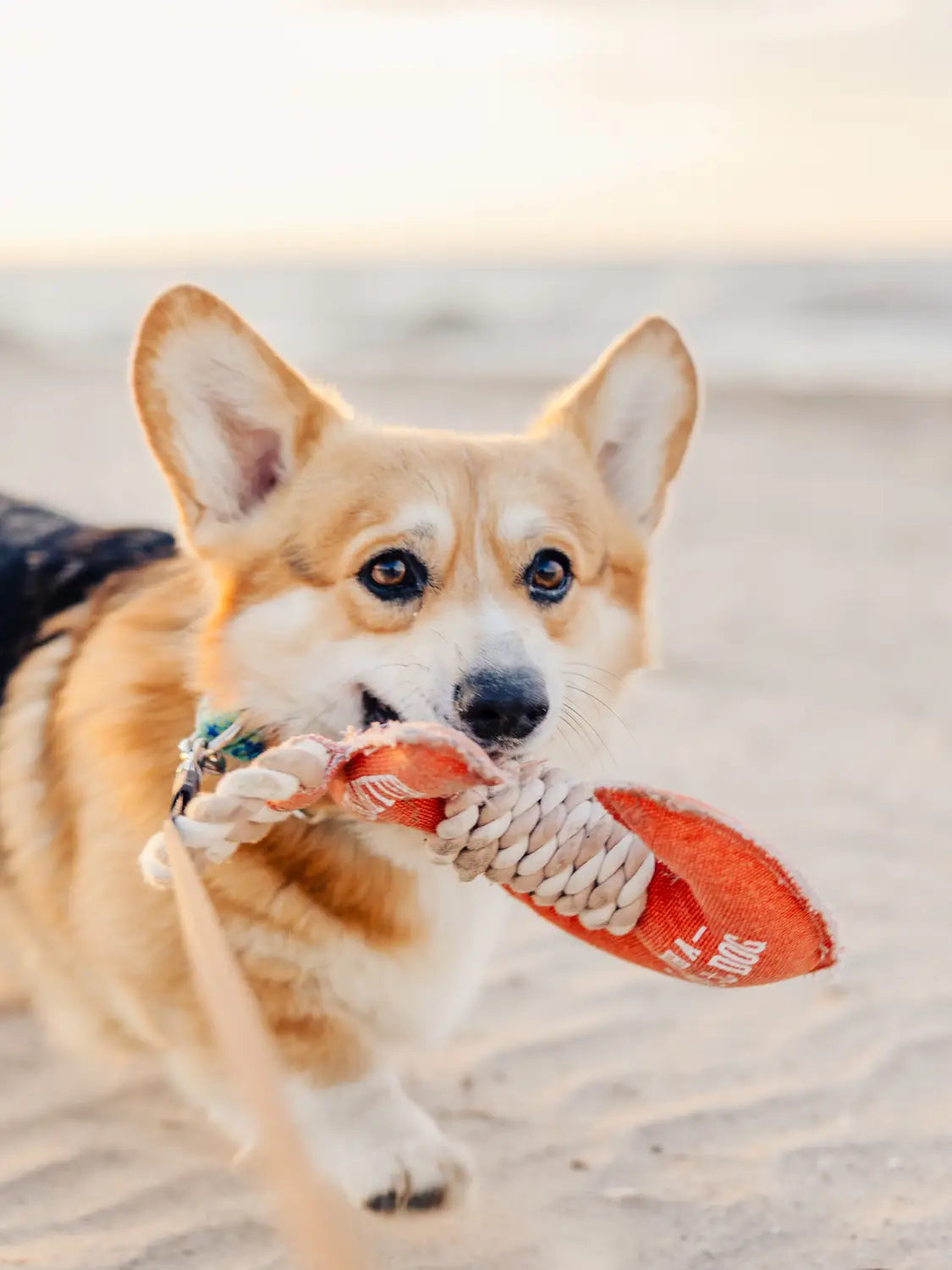 Pavilion Gift - Lake Dog Anchor 12" Canvas Rope Dog Toy