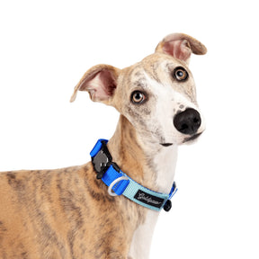 GoldPaw - Featherweight Swiftlock Collar