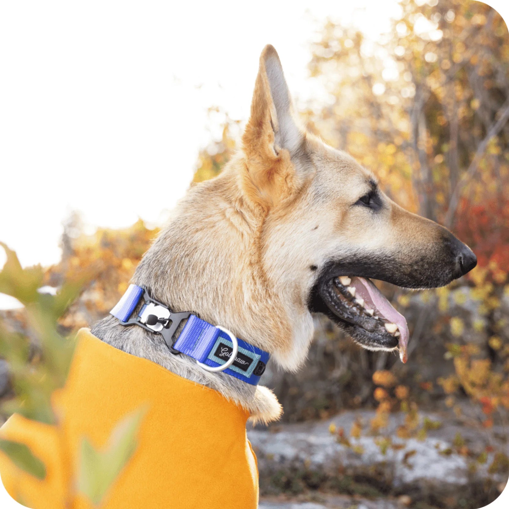 GoldPaw - Featherweight Swiftlock Collar