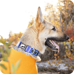 GoldPaw - Featherweight Swiftlock Collar
