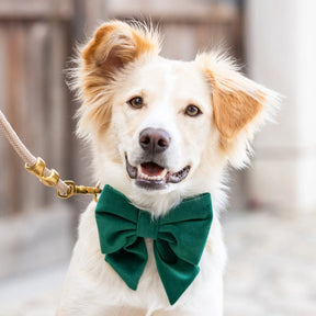 Lady Dog Bow Forest Green - Southern Agriculture 