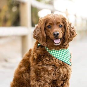 The Foggy Dog - Bandana Dog Grass Gingham
