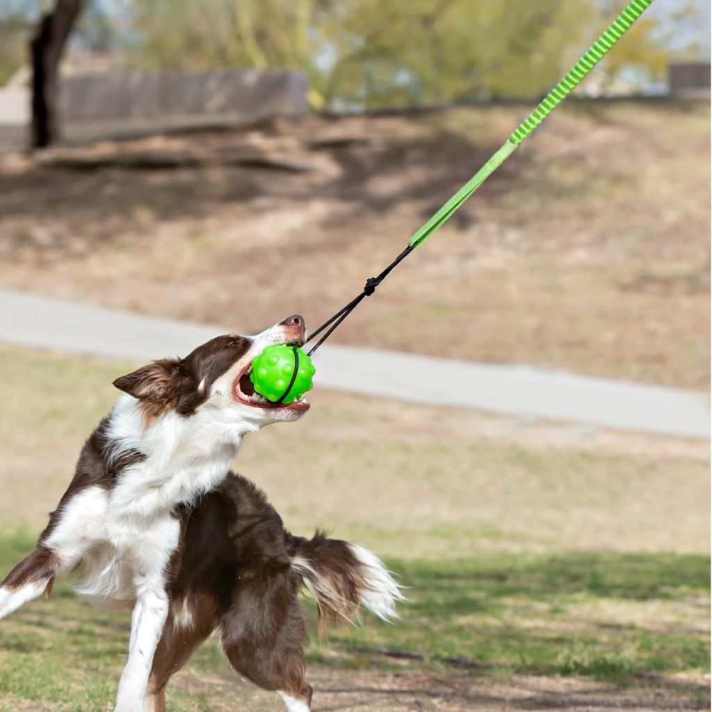 Jolly Ball - Tree Tugger Dog Toy