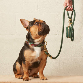 Foggy Dog - Dog Collar Holly Jolly Flannel - Southern Agriculture 