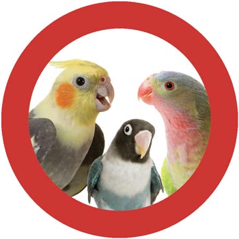 Super Bird Creations - Cardboard Treat Block Bird Toy