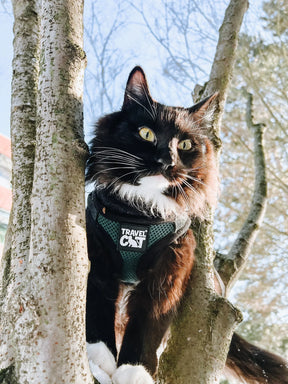 Travel Cat - Harness & Leash Set-"The Emerald Explorer"