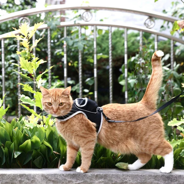 Travel Cat - Cat Harness & Leash Set - Stray x Travel Edition