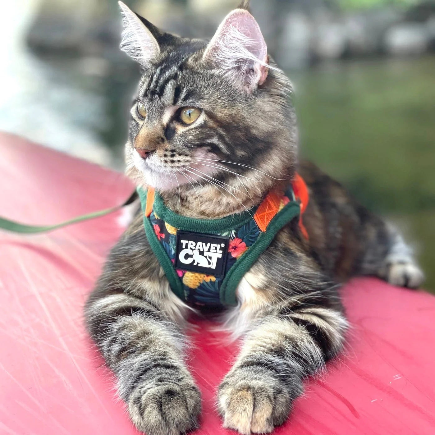 Travel Cat - Harness & Leash Set - "The Hawaiian Shirt"