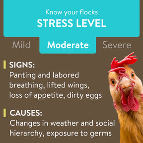 Perdue - Recovery Plus for Chickens Makes 45 Gallons