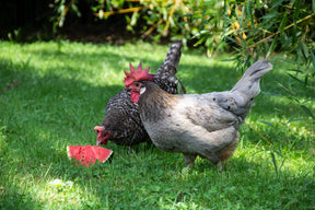 New Country Organics - Classic Chicken Layer - Southern Agriculture 