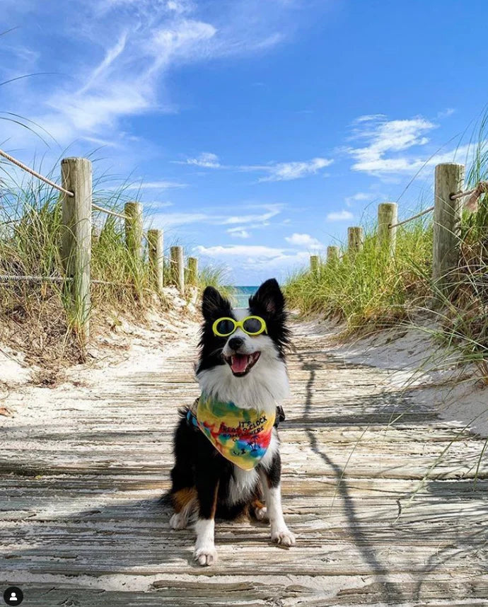 FunDog Bandanas - Dog Bandana It's Treat-O-Clock Somewhere