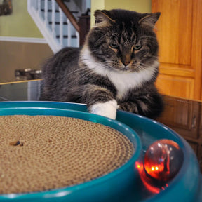 Bergan - Star Chaser Cat Toy - Southern Agriculture 