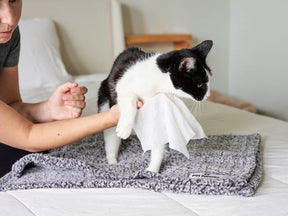 Pet Parents - Pet WiPees Cat All Purpose