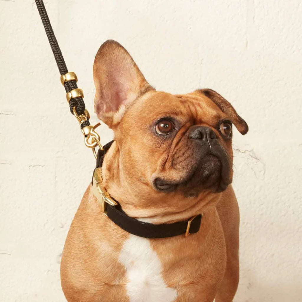 Foggy Dog - Dog Collar Onyx