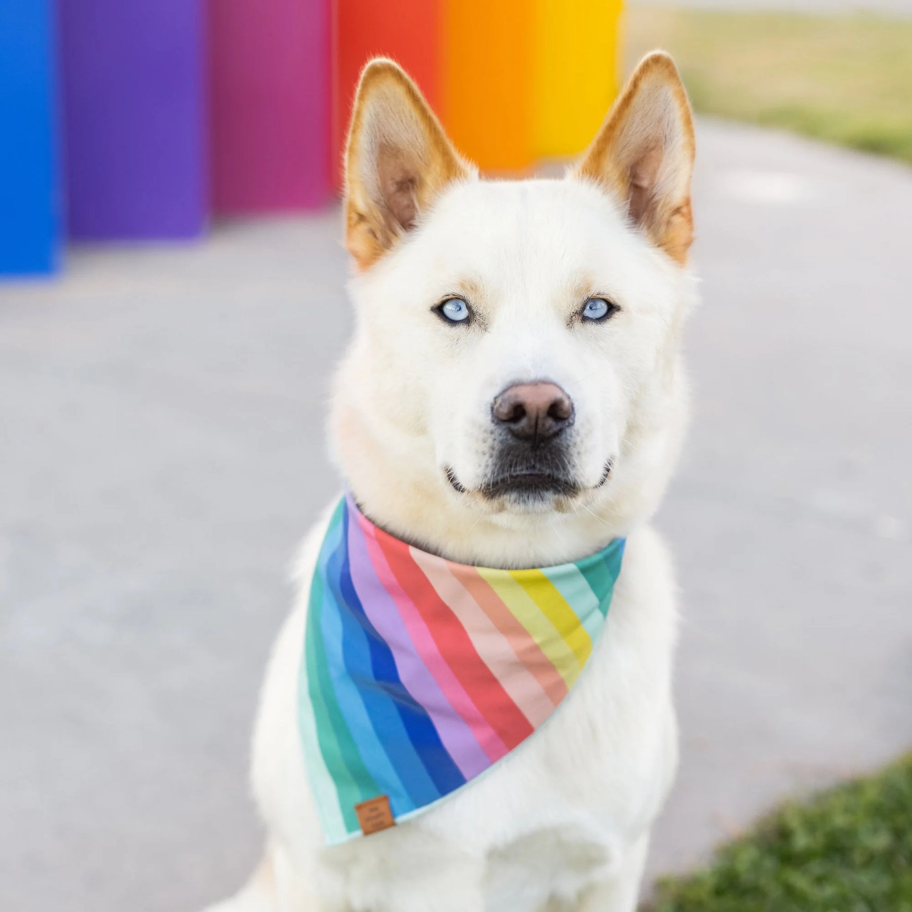 The Foggy Dog - Bandana Dog Over The Rainbow
