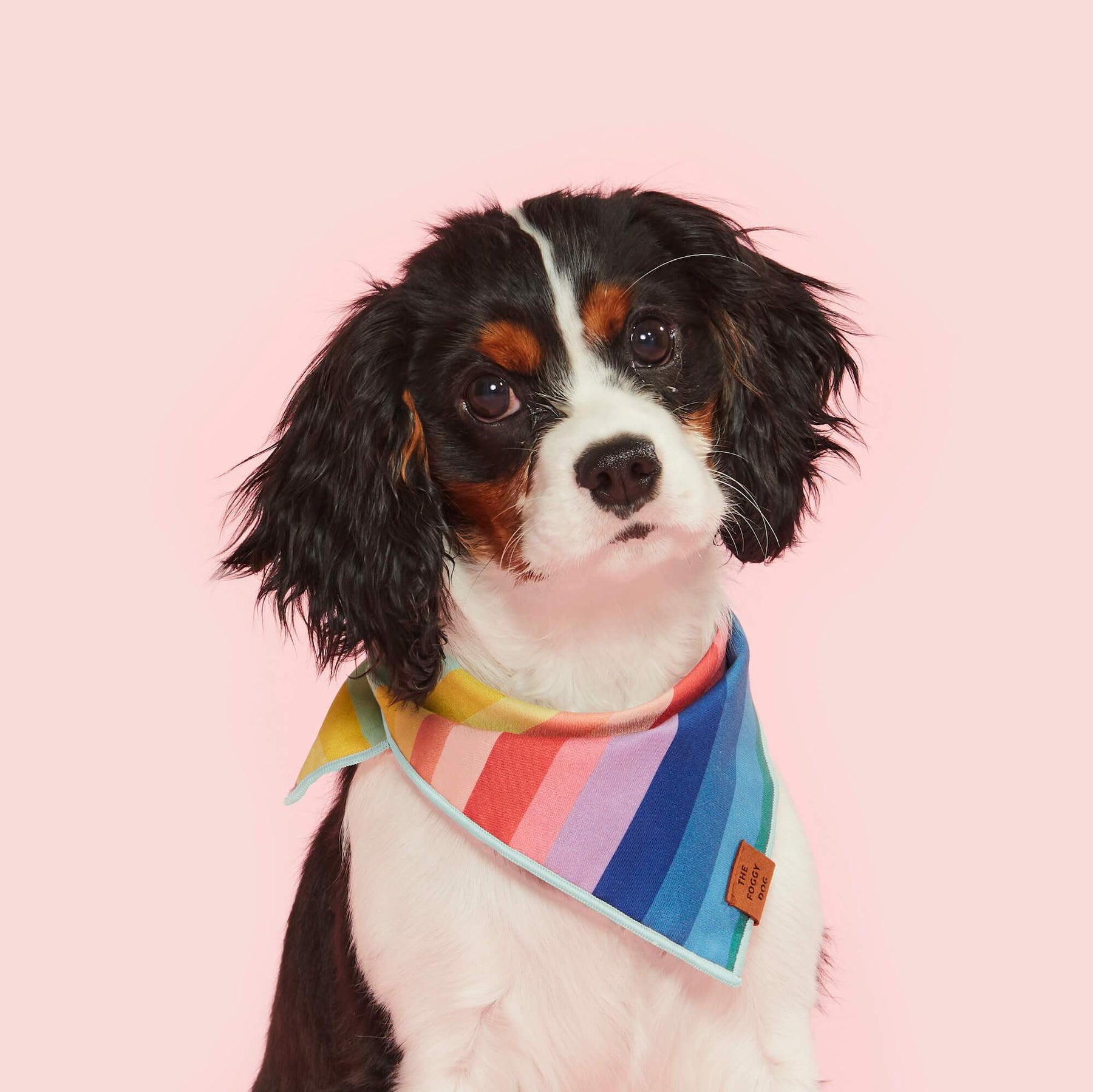 The Foggy Dog - Bandana Dog Over The Rainbow