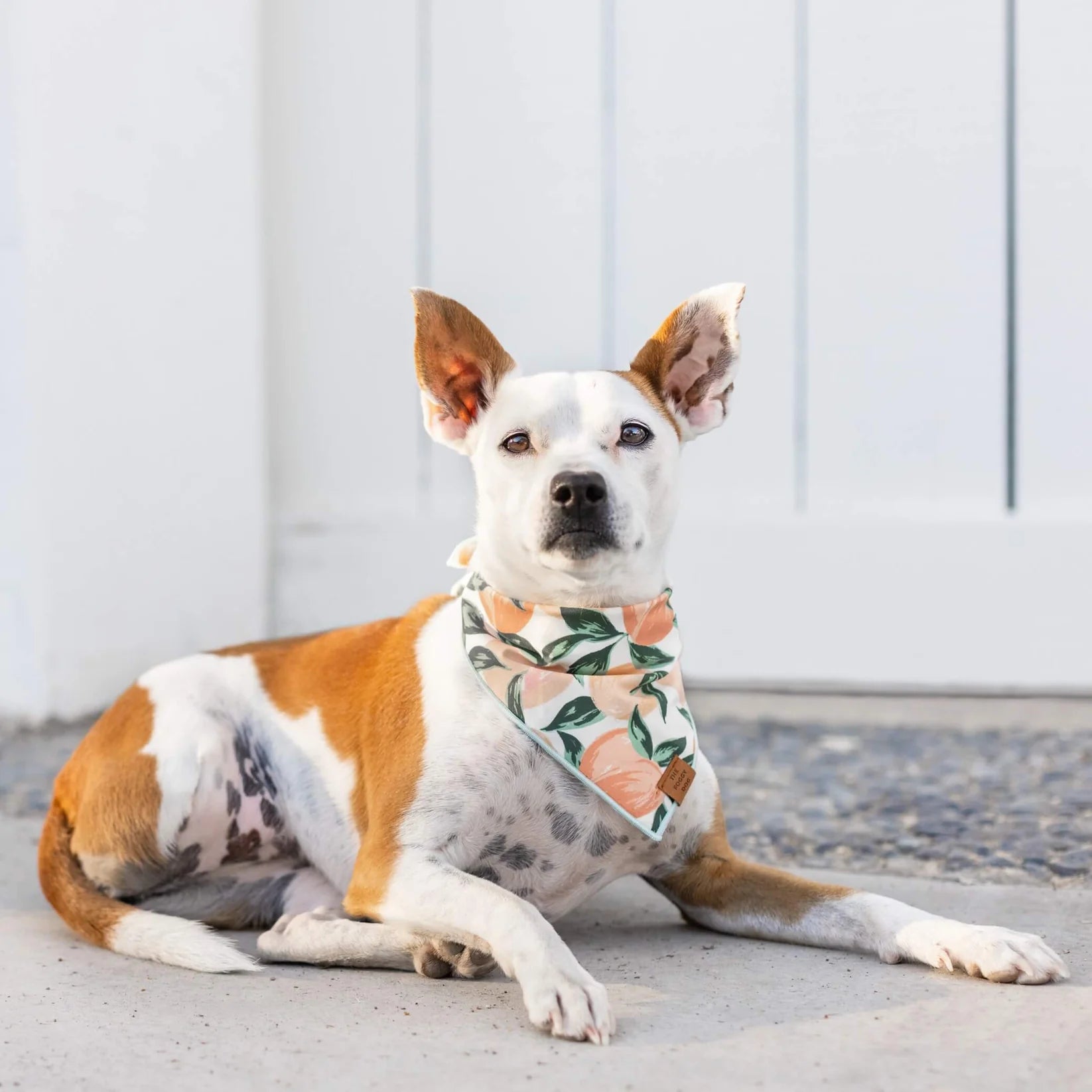 The Foggy Dog - Bandana Dog Peaches & Cream