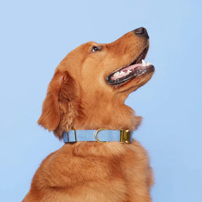 The Foggy Dog - Dog Collar Perwinkle