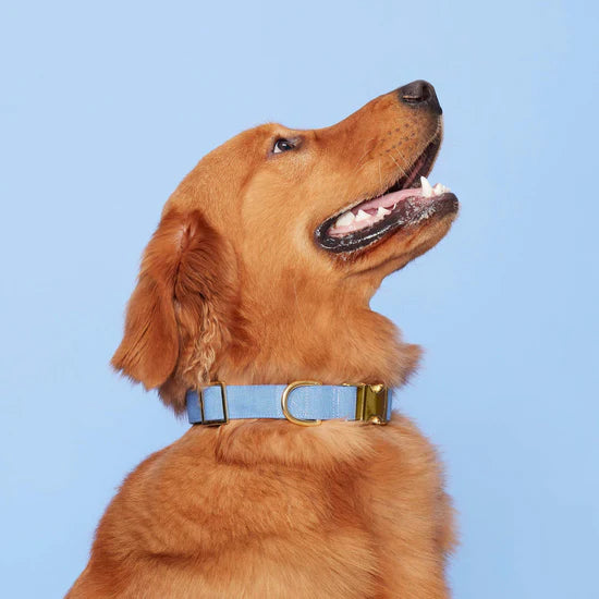 The Foggy Dog - Dog Collar Perwinkle
