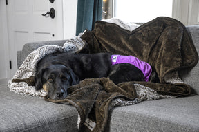 Pet Parents - Pawtect Blanket Chocolate