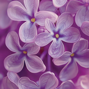 Yankee Candle - Wax Melt Lilac Blossoms