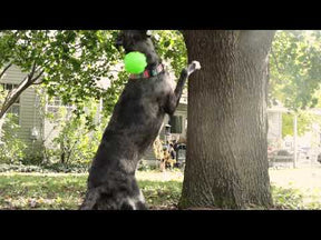 Jolly Ball - Tree Tugger Dog Toy
