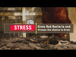Perdue - Recovery Plus for Chickens Makes 45 Gallons