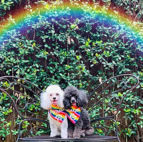 FunDog Bandanas - Dog Bandana Pride