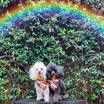 FunDog Bandanas - Dog Bandana Pride