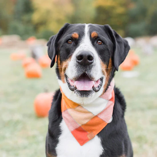 The Foggy Dog - Bandana Dog Pumpkin Spice Flannel Fall