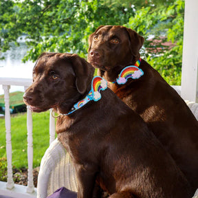 Blueberry Pet - The Perfect Rainbow Dog Collar - Southern Agriculture 