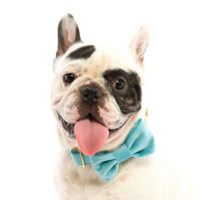 The Foggy Dog - Dog Bow Tie Robin's Egg Velvet