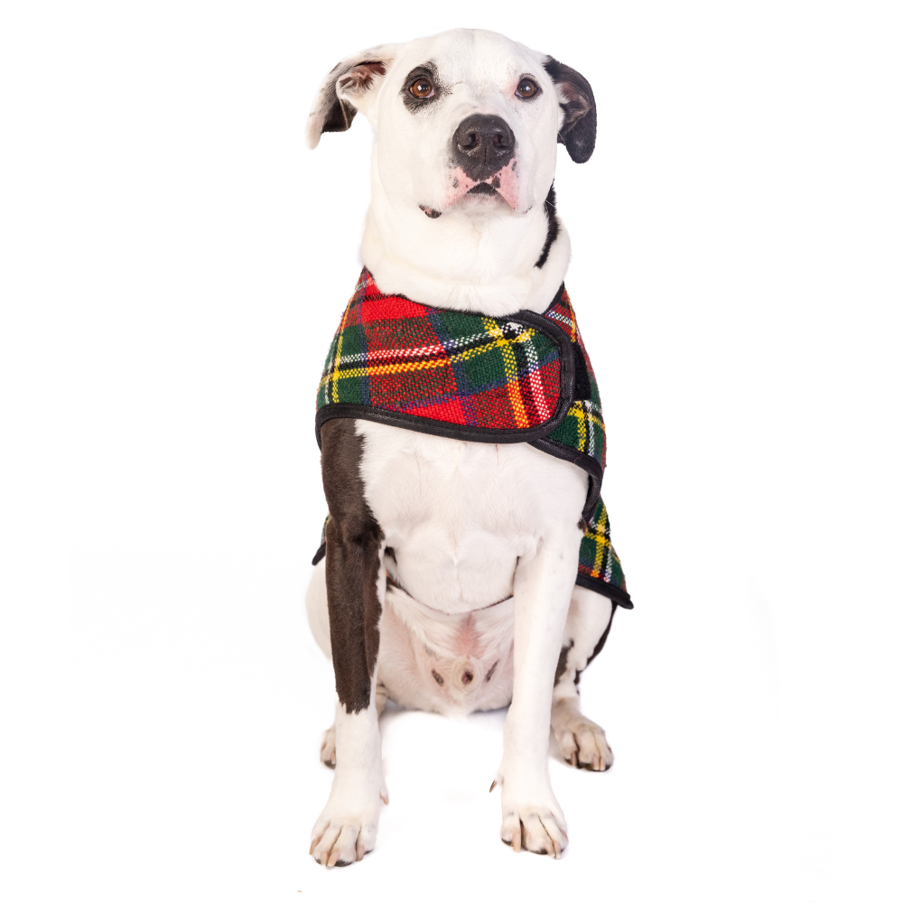 Chilly Dog - Dog Blanket Coat Scotty Plaid