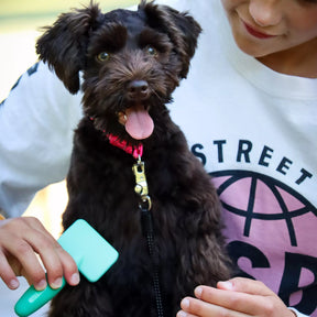 Coastal - Puppy Grooming Kit Li'l Pals