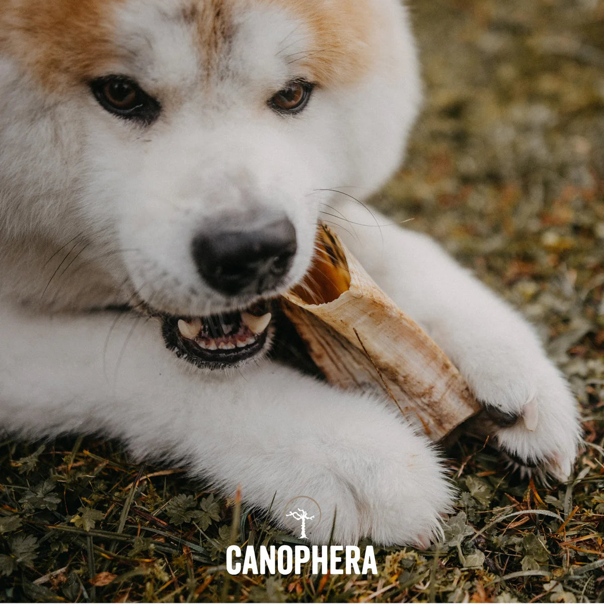 Canophera - Sheep Horn Dog Treat