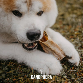Canophera - Sheep Horn Dog Treat