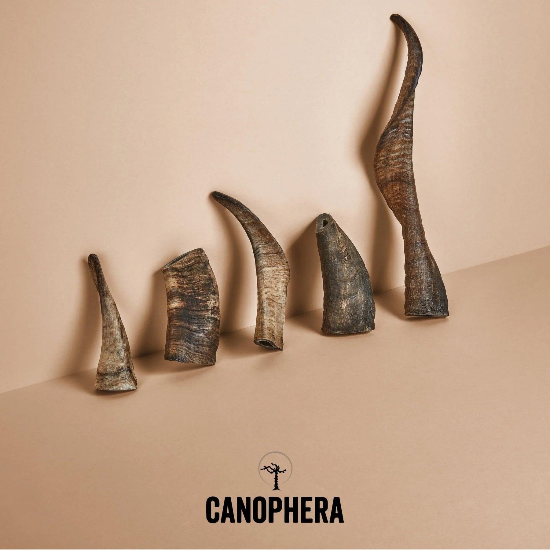 Canophera - Sheep Horn Dog Treat